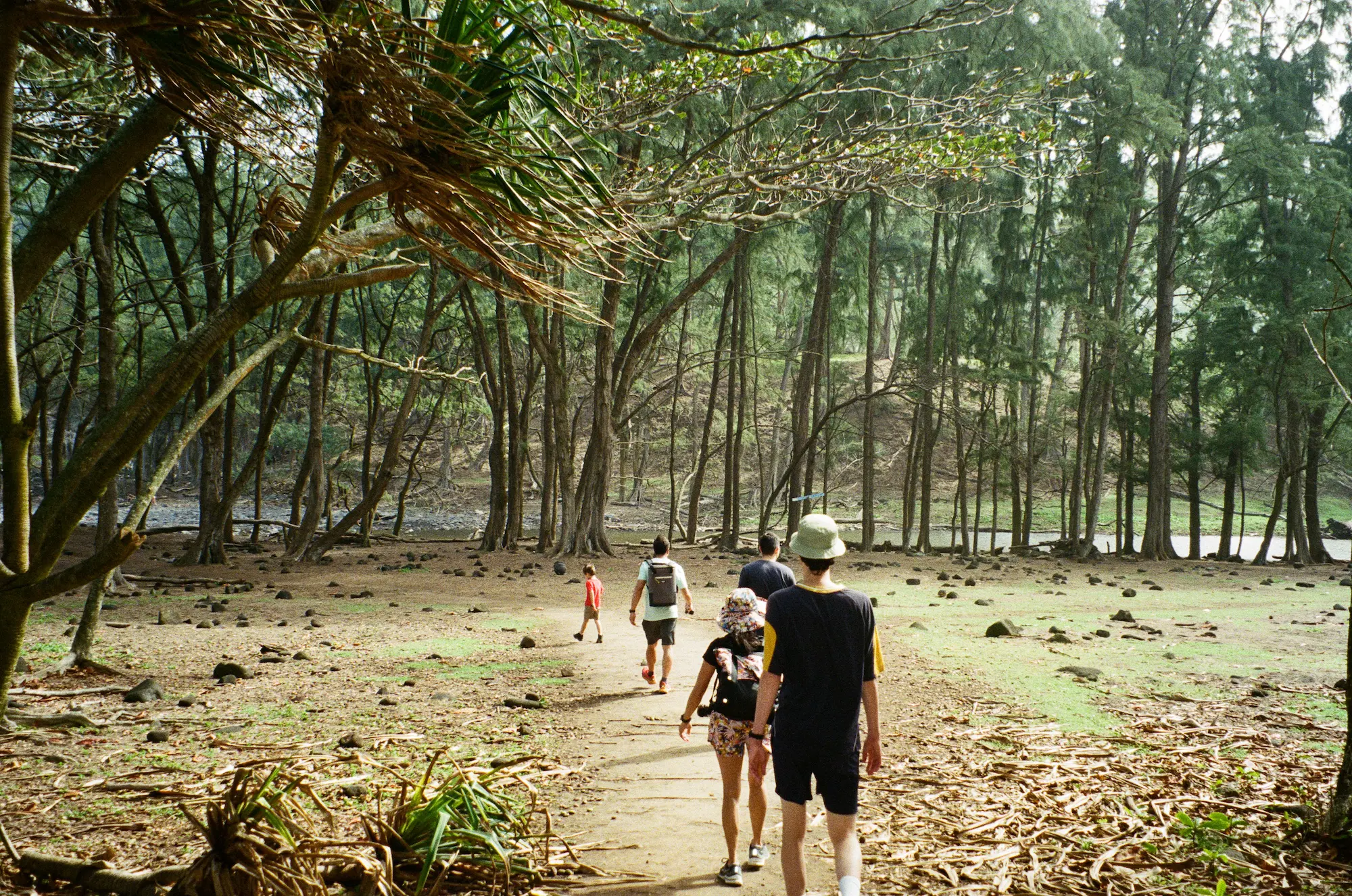 view of a forest in a valley on a hike in Hawaii